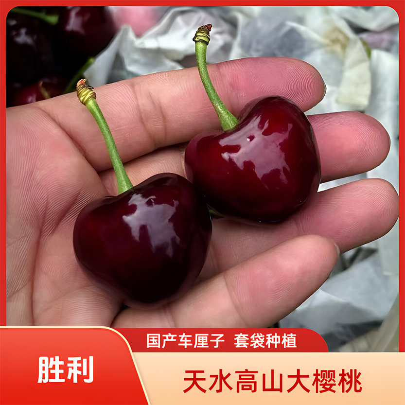 甘肃天水大樱桃车厘子