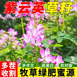 紫云英种子多年生食用鲜嫩多汁草籽蜜源固氮果园绿肥高产牧草种籽