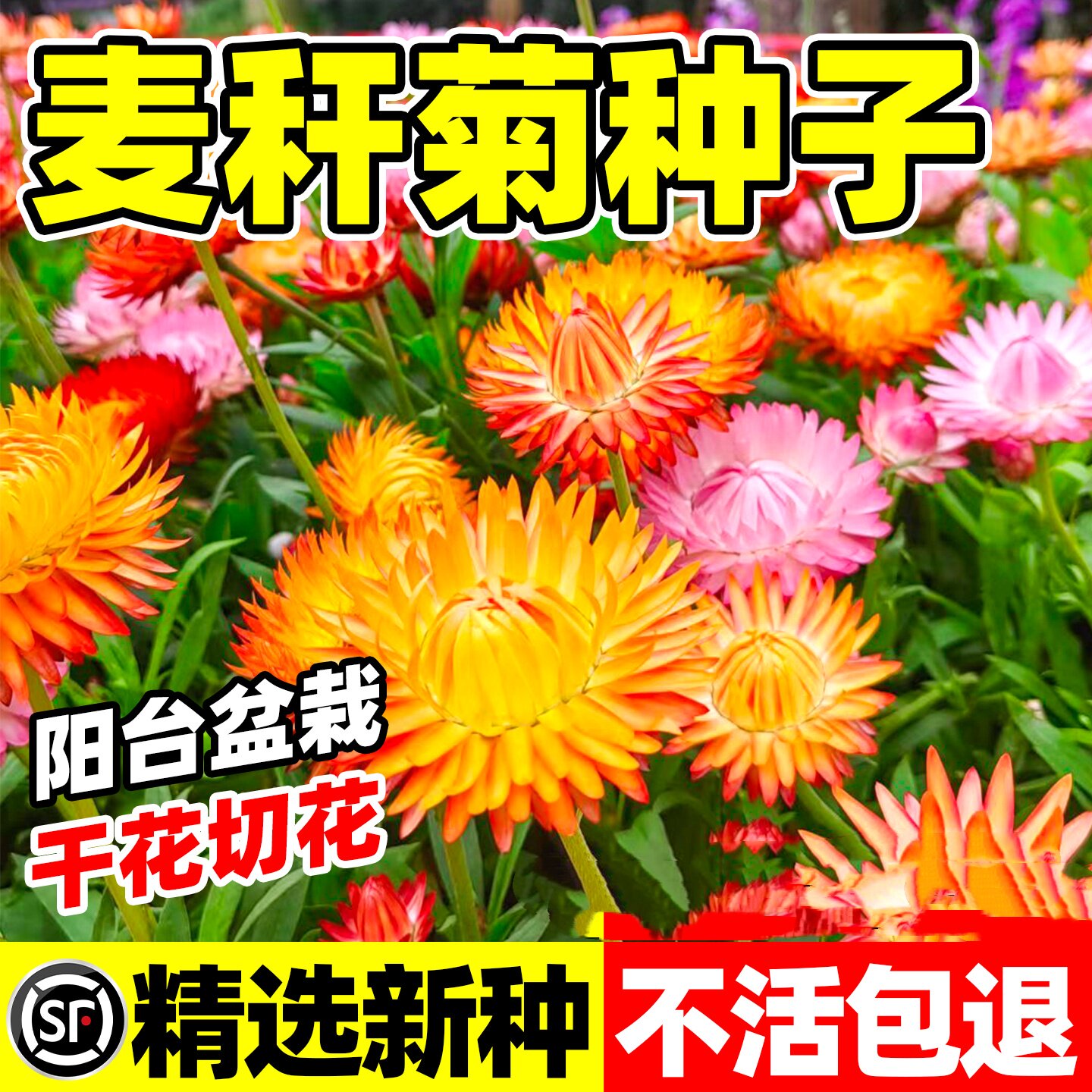 麦秆菊种子混色腊菊干花菊花籽景观绿化盆栽阳台园艺切花观花卉孑