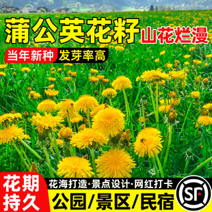 蒲公英花种子观赏可食用婆婆丁蔬菜种籽公园景区民宿花海打造花籽