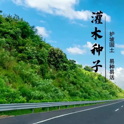 灌木种子柠条木豆马棘荆条山毛豆