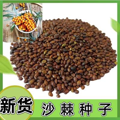沙棘种子大果小带刺树枣