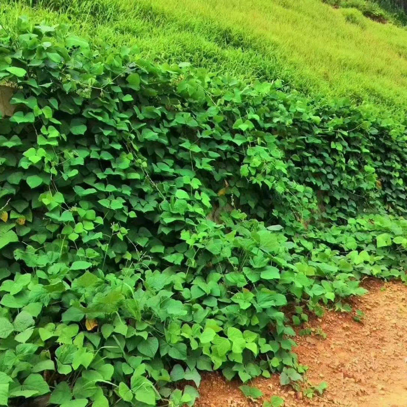 葛藤种子护坡种籽背藤野葛根边坡绿化藤本植物沙土巩固爬藤拉巴豆