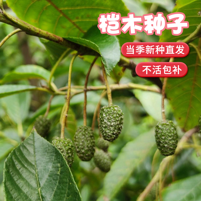 林木种子四季正宗桤水冬瓜