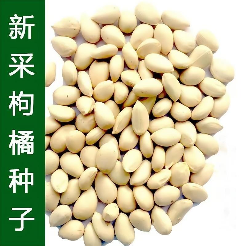 新采枸橘种子枳壳种子香橙红橘