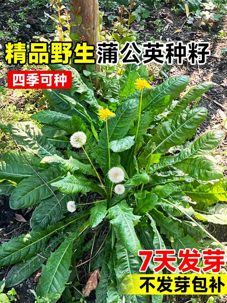 蒲公英种子野生婆婆丁食用蔬菜种籽四季野菜种孑浦公英苗种植盆栽