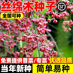 丝绵木种子 北海道冬青 丝棉木树种 丝棉木嫁接桃叶卫矛种子乔木