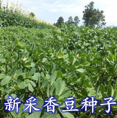 采香豆种子葫芦巴芽苗菜