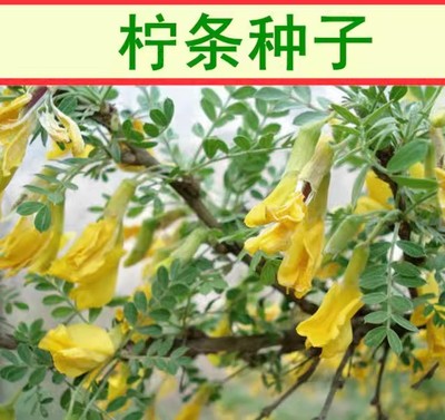 柠条种子护坡灌木草籽
