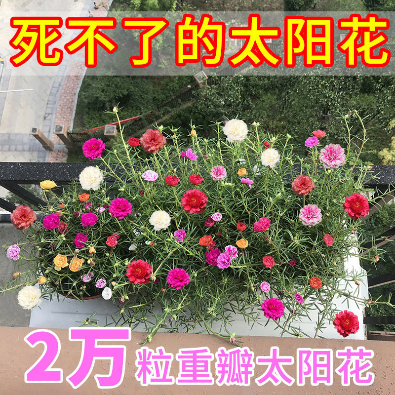 重瓣太阳花花籽花种子易活种籽盆栽四季播种开花室外种孑花种籽子