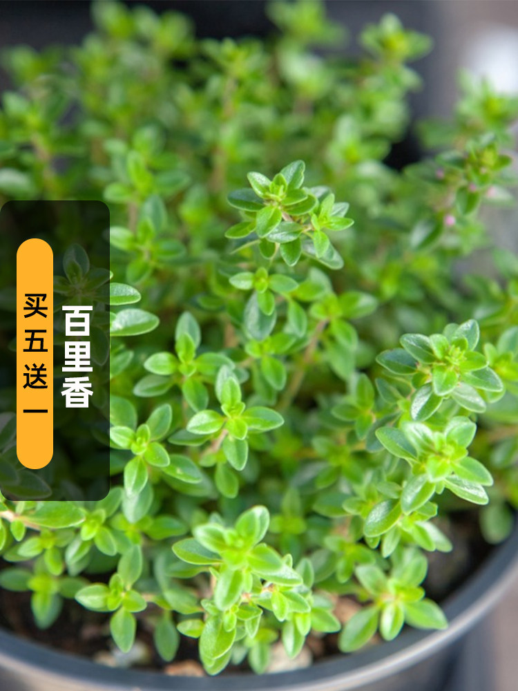 欧洲百里香种子山胡椒地椒种籽可食用香草阳台室内外盆栽春秋季播