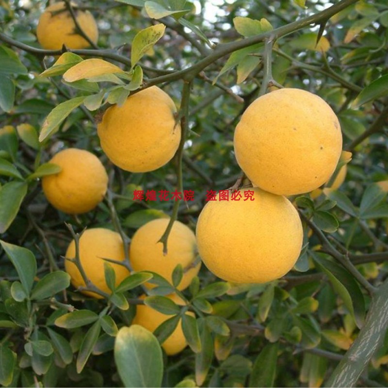 新采枸橘种子枳壳篱笆专用嫁接