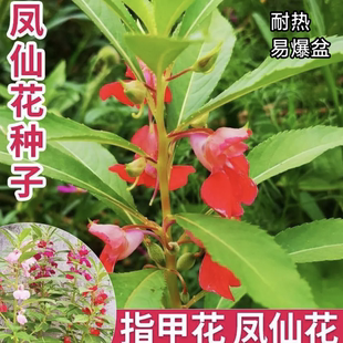 播指甲花重瓣花种籽阳台喷子家庭小院高产耐热花种 凤仙花种子四季