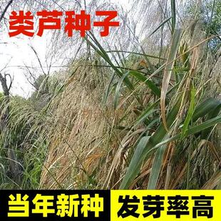 类芦种子耐贫瘠抗涝耐风沙滩涂坡地沙壤速生分蘖易萌发易成丛种子
