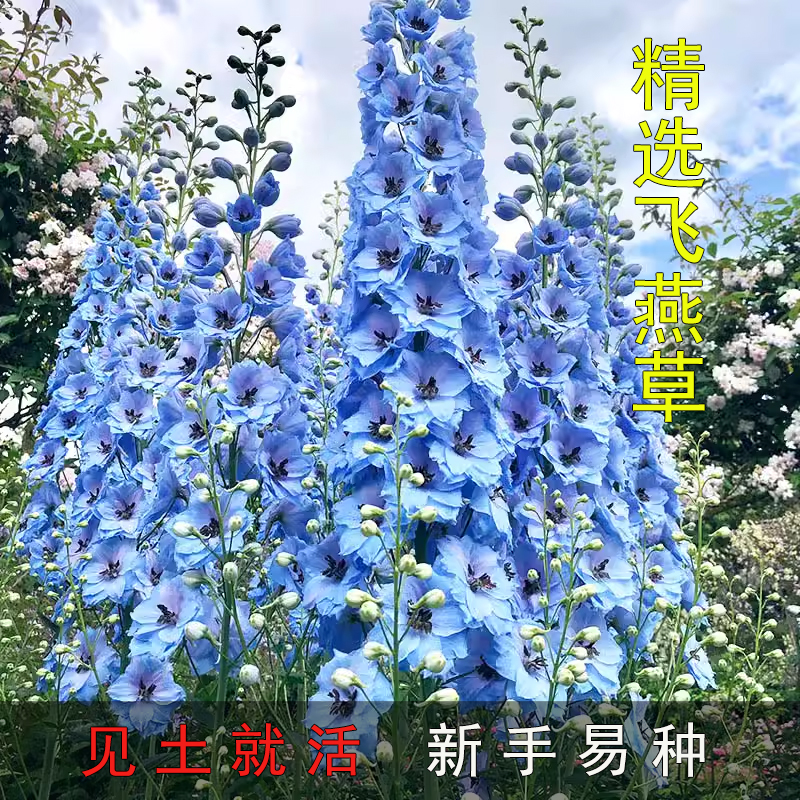 大花飞燕草种子阳台庭院籽