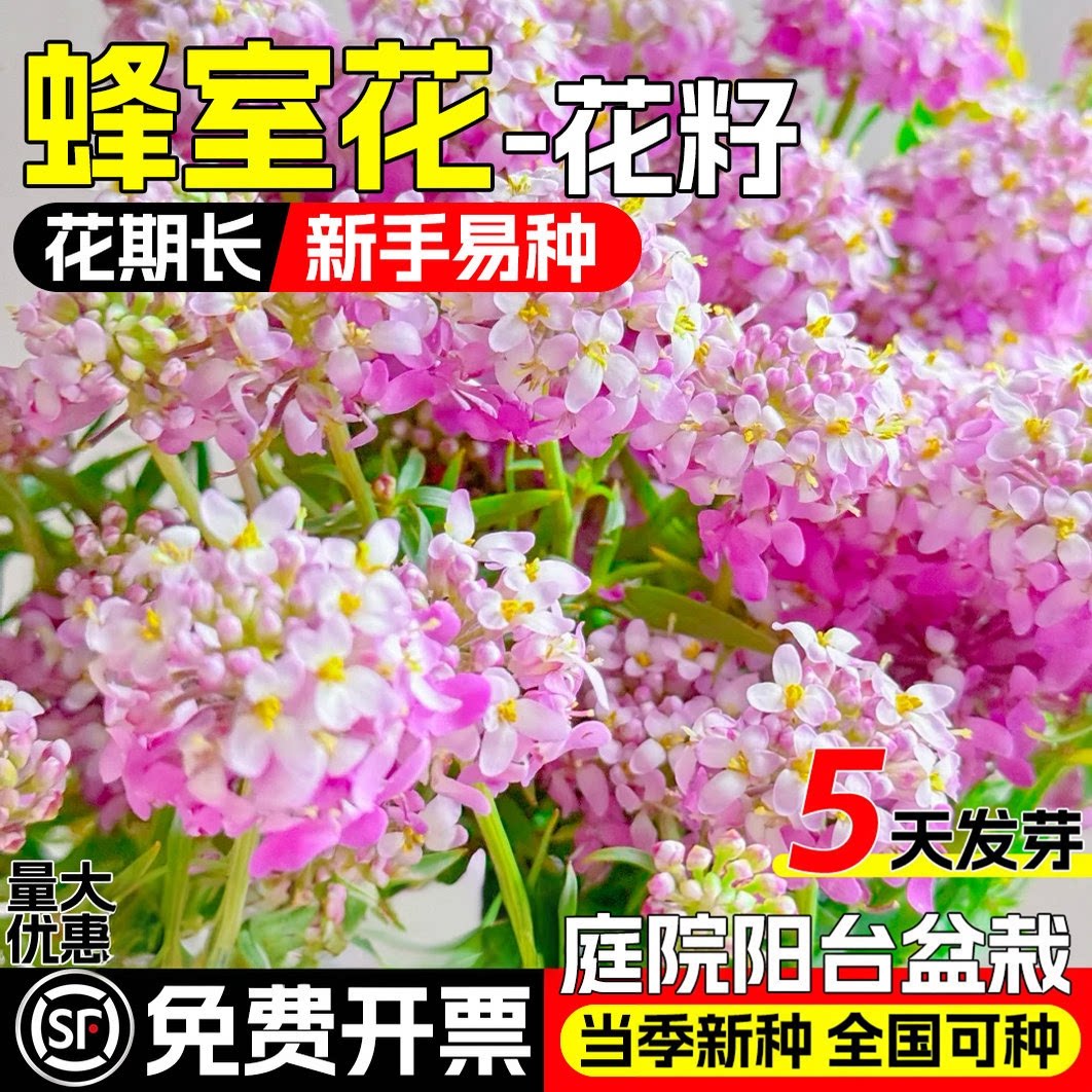 蜂室花种子屈曲花种籽芳香花卉花坛小区室外阳台庭院绿化盆栽花籽