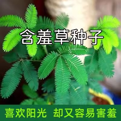 害羞草种子含羞草盆栽植物套餐阳台绿植花卉种子薄荷种籽四季易种