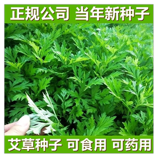 艾草种子食用药用驱蚊草艾叶种籽大小叶艾蒿青蒿种植四季驱蚊