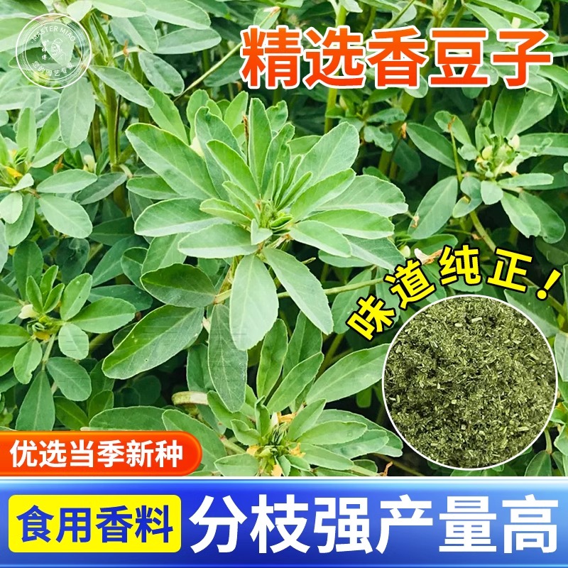 新采香豆种子籽香草苦豆粉香豆粉香豆子香苜蓿蒸花卷食用甘肃特产