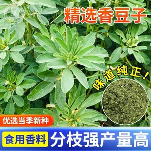 新采香豆种子籽香草苦豆粉香豆粉香豆子香苜蓿蒸花卷食用甘肃特产