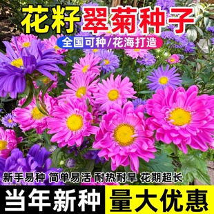 翠菊种子大花好养的花种籽庭院花籽易活花种籽四季播种室外花种