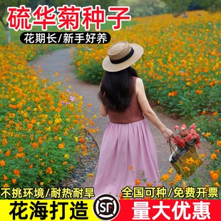 硫华菊种子黄秋英种子黄波斯菊花籽庭院景观绿化花海种植草花种子