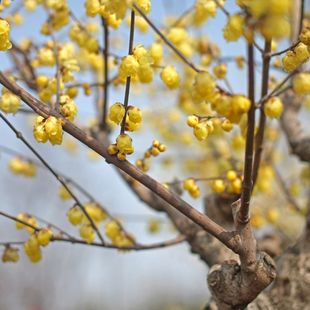 腊梅种子 红梅浓香型黄梅花冬梅 四季 素心金梅 新腊梅花的种子