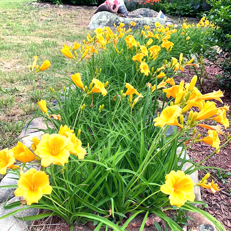 大花萱草花种籽子金娃娃萱草耐寒多年生庭院花园绿化花卉种子