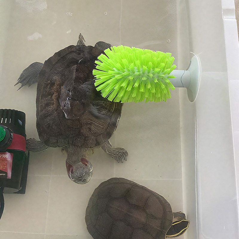乌龟清洁小刷子龟甲清理刷吸盘式清洁刷水龟蹭背神器甲壳宠物通用,宠物/宠物食品及用品,爬宠清洁及日用品,淘宝优惠券,粉丝福利购,淘宝优惠卷