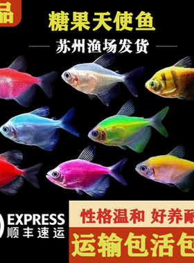 彩色天使鱼热带观赏鱼小型群游鱼好养耐活不打氧淡水鱼草缸活体鱼