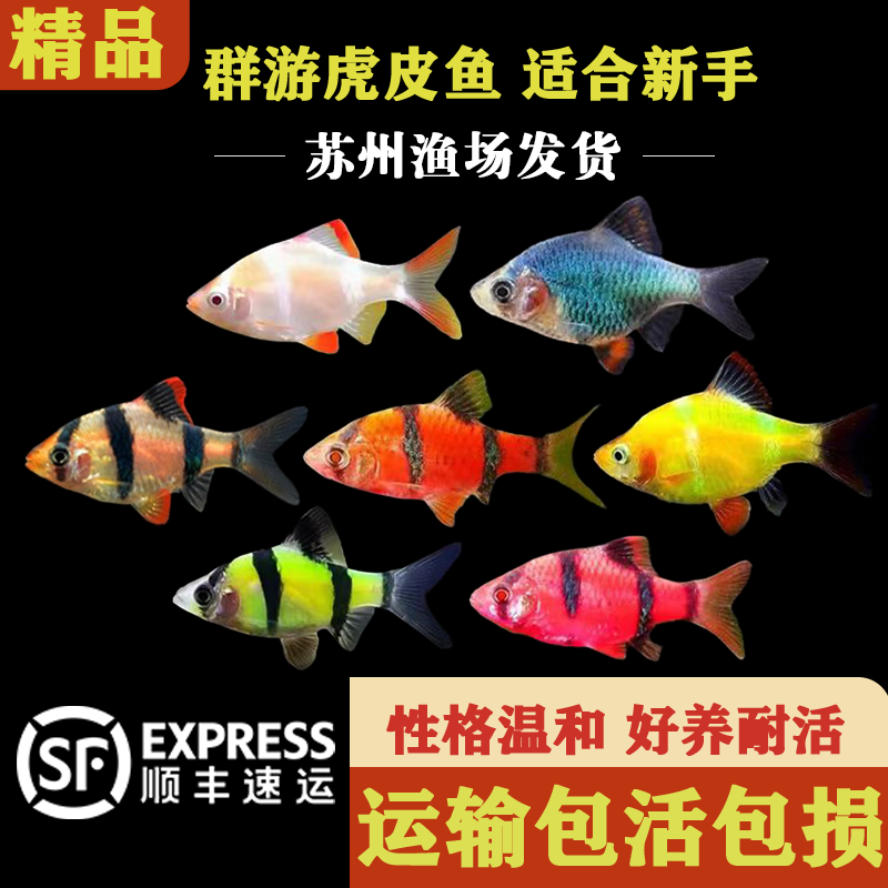 虎皮鱼热带鱼观赏鱼小型鱼好养耐活鱼群游鱼草缸鱼缸活体鱼淡水鱼