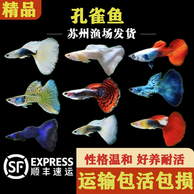 孔雀鱼小型观赏鱼新手鱼