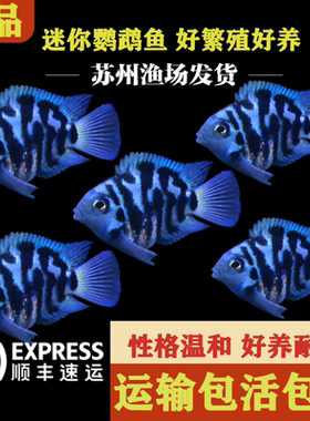 迷你鹦鹉鱼小型热带鱼好养