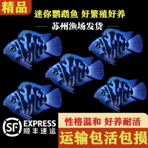 迷你鹦鹉鱼小型热带鱼好养