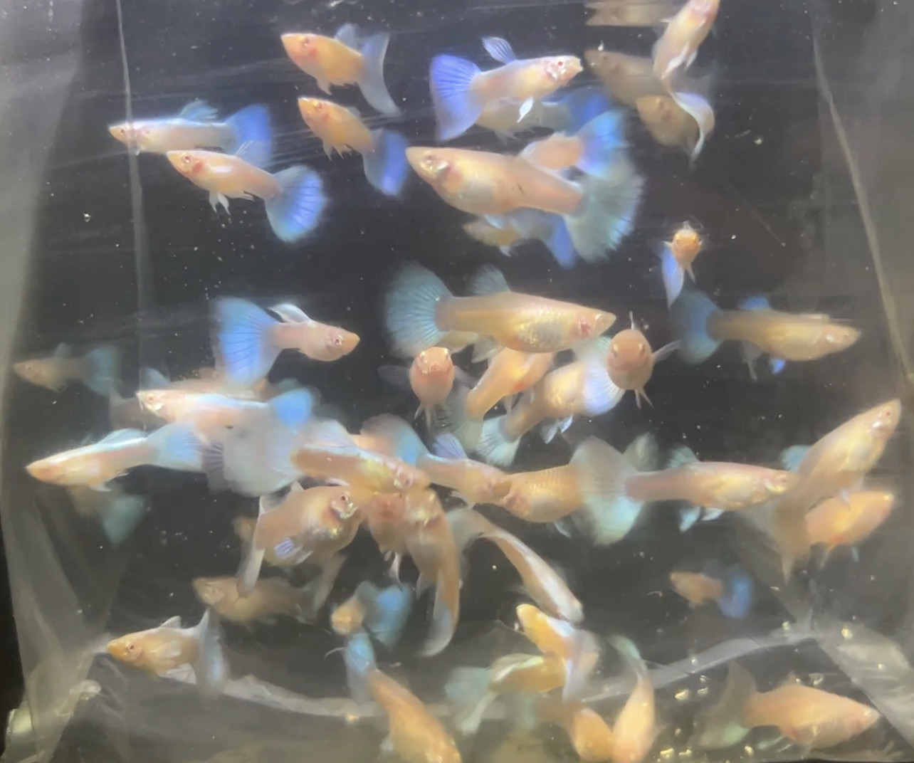 精品孔雀鱼热带鱼天空蓝孔雀鱼小型观赏鱼淡水鱼好养鸿运当头孔雀