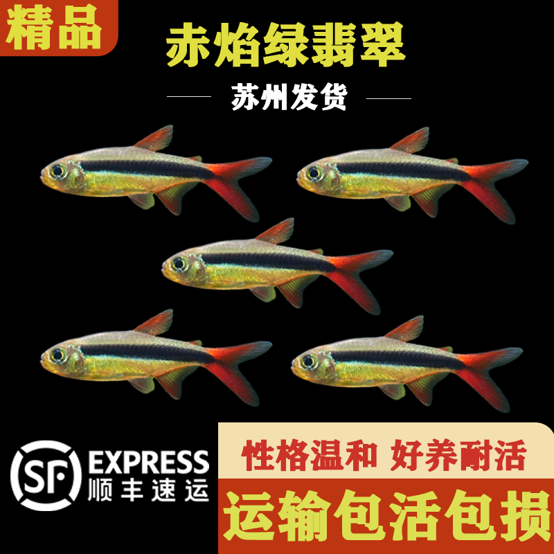 赤焰绿翡翠灯鱼南美进口小型灯鱼稀有品种红尾炽焰翡翠绿灯鱼活体