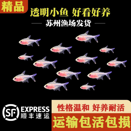 群游小型红肚玻璃淡水灯科鱼