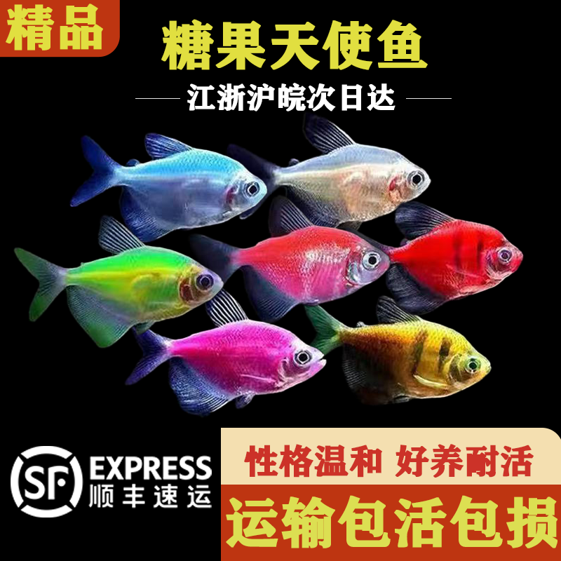 荧光天使鱼热带鱼观赏鱼群游鱼小型鱼好养耐活淡水鱼活体鱼苗新手