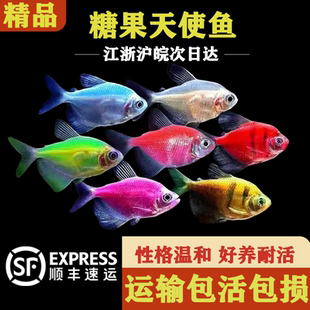 荧光天使鱼热带鱼观赏鱼群游鱼小型鱼好养耐活淡水鱼活体鱼苗新手