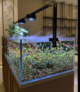 天使鱼荧光热带鱼观赏鱼群游鱼小型鱼好养耐活淡水鱼活体鱼苗新手