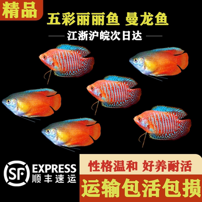 五彩丽丽鱼曼龙鱼小型热带淡水鱼