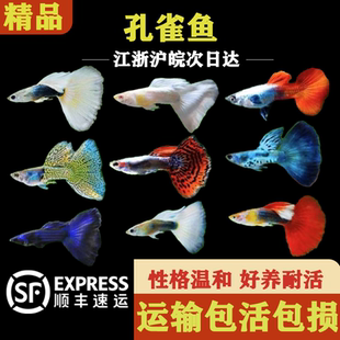 孔雀鱼热带鱼观赏鱼活体鱼胎生鱼小型淡水鱼凤尾鱼新手鱼好养耐活