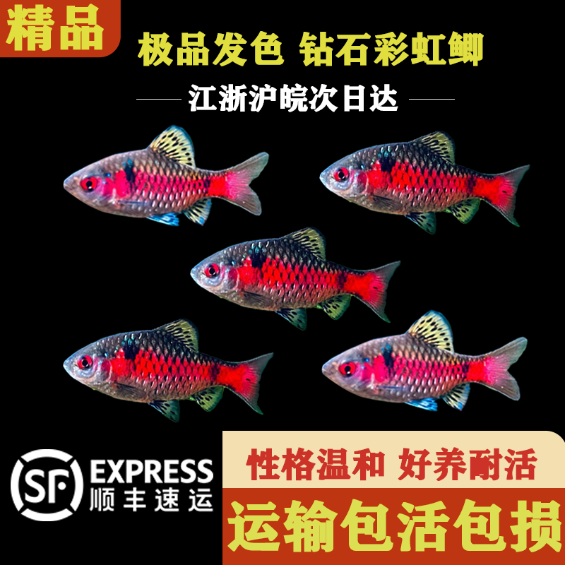 精品钻石彩虹鲫原生鱼冷水鱼热带观赏鱼红蓝渐变色淡水鱼好养小鱼