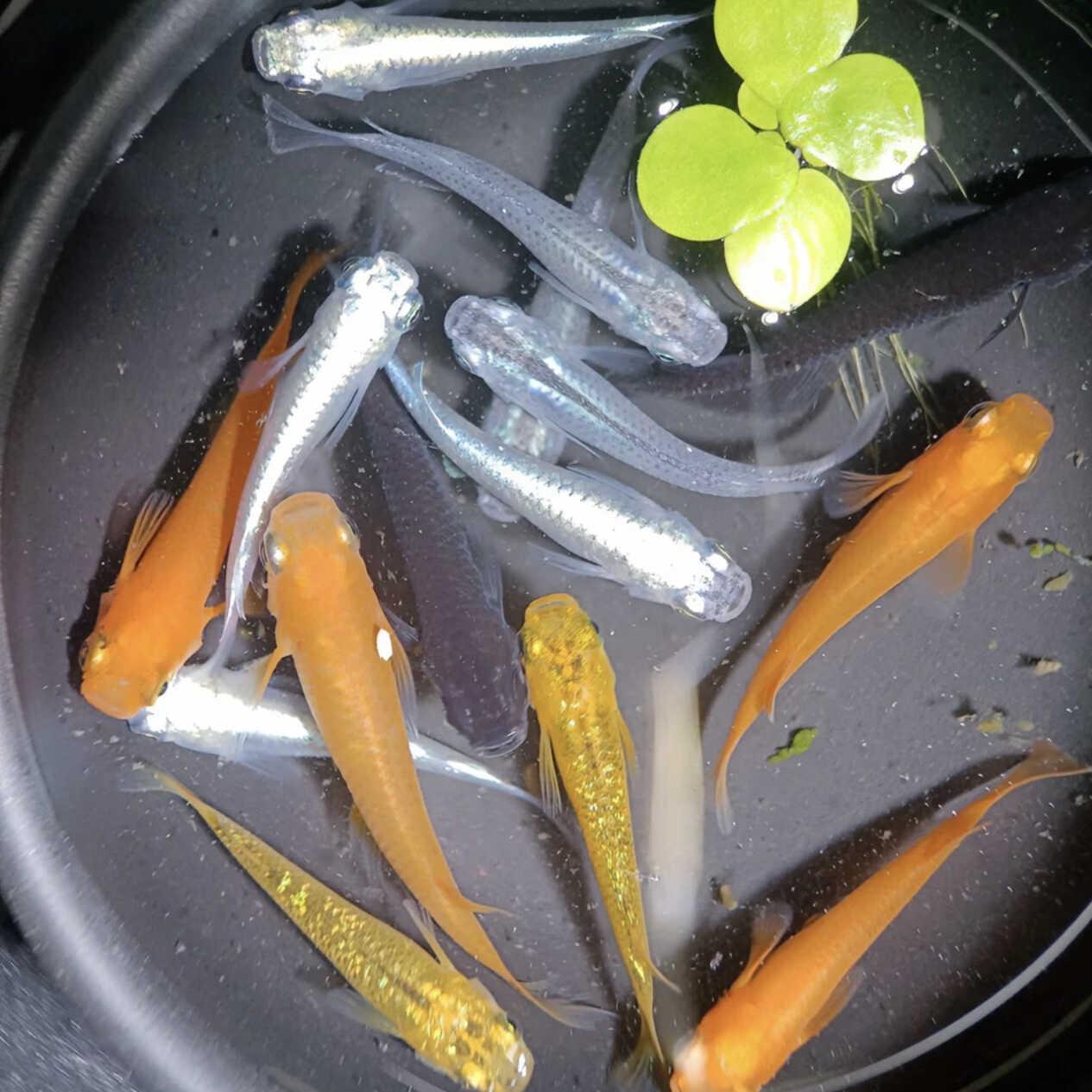 观背青鳉红色红帝贵妃鱼苗亚成鱼锦鳉不打氧冷水观赏鱼懒人鱼好养