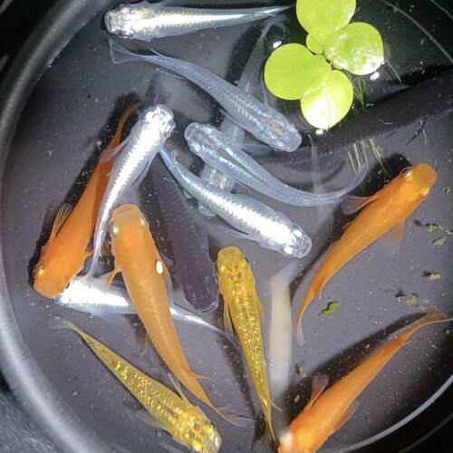 观背青鳉红色红帝贵妃鱼苗亚成鱼锦鳉不打氧冷水观赏鱼懒人鱼好养