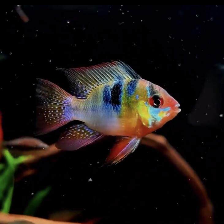 荷兰凤凰鱼小型观赏鱼金波子鱼阿凡达热带鱼淡水好养耐活短鲷小鱼