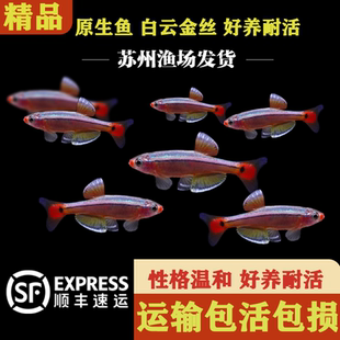 白云金丝鱼冷水鱼灯科鱼小型鱼原生鱼新手观赏鱼不加温不打氧好养