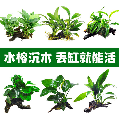 大叶榕沉木水草鱼缸造景活体植物