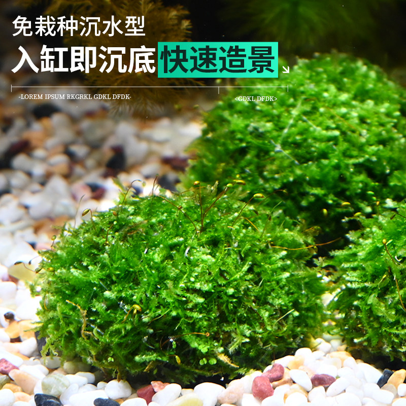 活体水草莫斯大小半球阴性草虾窝躲避屋绿藻球前景小鱼缸懒人专用