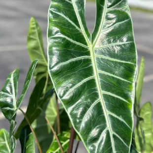 鲸鹿花园 银脉剑叶海芋龙牙海芋室内阳台好养大型热植